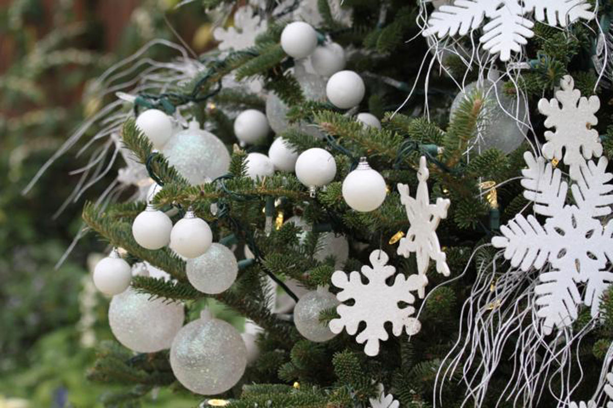 Garden Plot: Amaryllis sales and Christmas tree care