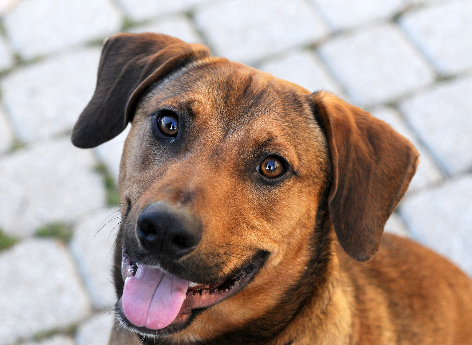 Meet Ollie, a 1-year-old hound mix from Alabama. This happy, exuberant boy loves life and wants to get the most out of every moment. (Courtesy Washington Animal Rescue League)