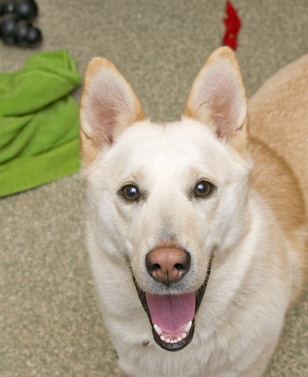 Rosie, 3-year-old husky mix, is this week's Pet of the Week. (Courtesy WARL)