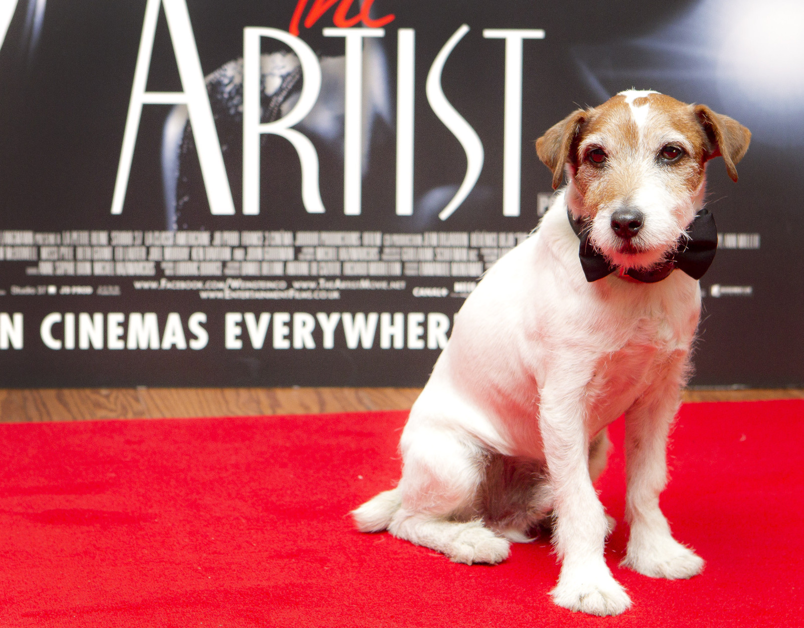 Uggie the dog who starred in the film The Artist, and was awarded the Palm Dog at the 2011 Cannes Film Festival, attends a special screening at a London cinema, Tuesday, Jan. 10, 2012. (AP Photo/Joel Ryan)