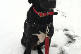 Barkley enjoys the snow in Germantown. (WTOP/Mike Jakaitis)