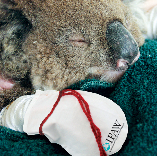 Bush fires prompt call for Koala mittens