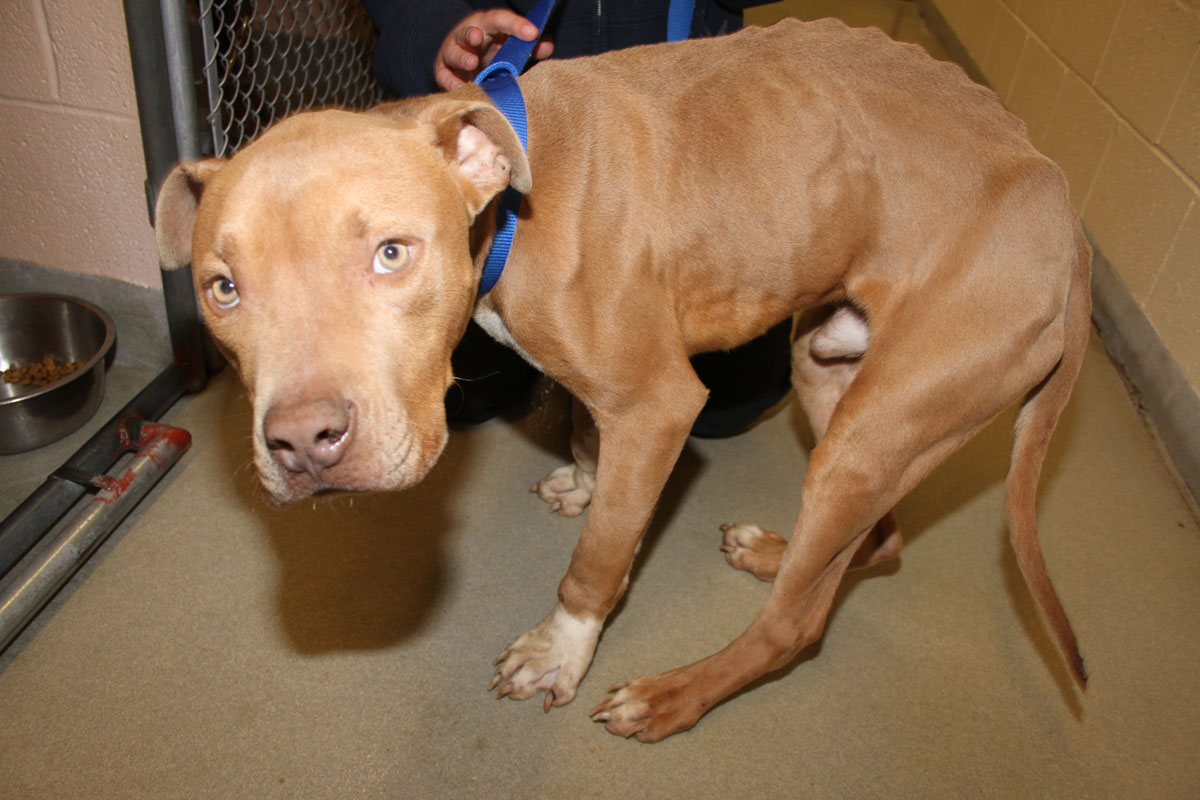 Pit Bulls found cold, starving in Maryland woods WTOP News