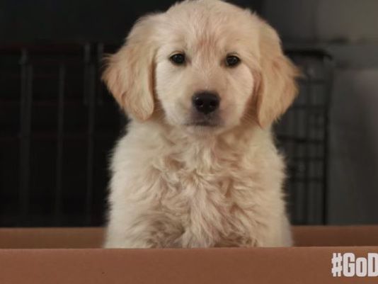 GoDaddy pulls Super Bowl puppy ad