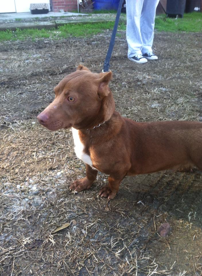 Rami is a pit bull/dachshund mix. (Moultrie Colquitt County Humane Society)