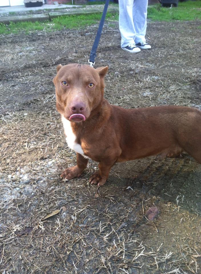 Rami is a pit bull/dachshund mix. (Moultrie Colquitt County Humane Society)