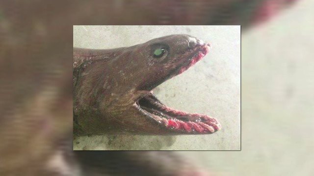 Rare frilled shark with 300 teeth caught