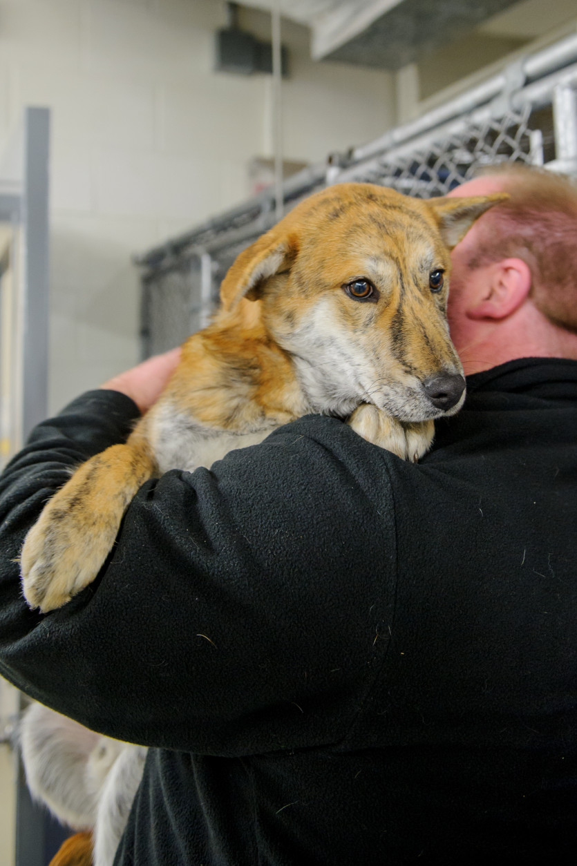 Twenty-three dogs were rescued from a dog meat farm in South Korea and flown to the D.C. area for adoption. (Photo Courtesy Shelley Castle)
