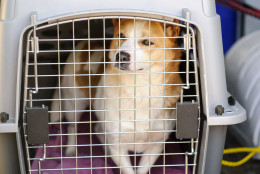 Twenty-three dogs were rescued from a dog meat farm in South Korea and flown to the D.C. area for adoption. (Photo Courtesy Shelley Castle)