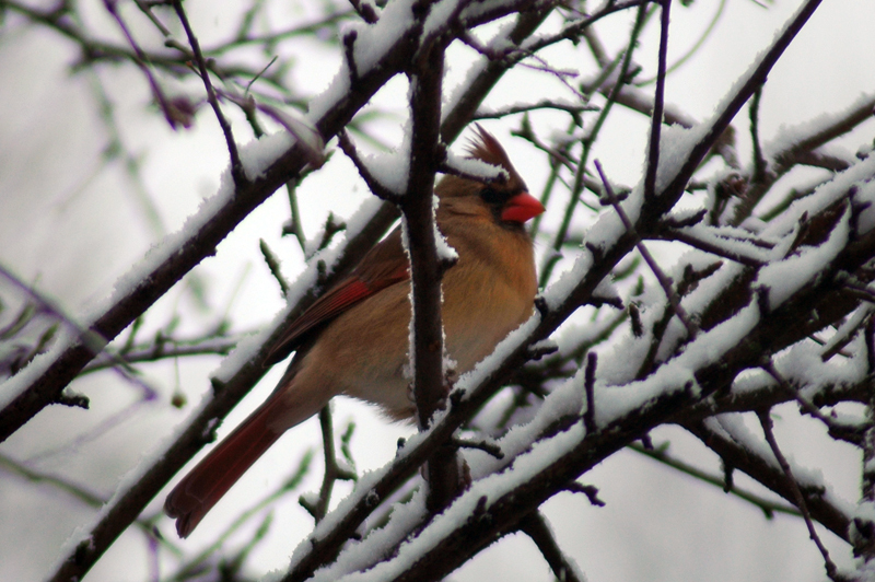 A cardinal perches in a snow-covered tree in Friendship Heights Monday, Jan. 26, 2015. (WTOP/Dave Dildine)