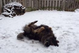 Harry the dog loves the snow in Centreville. (WTOP/Robert Stallworth)