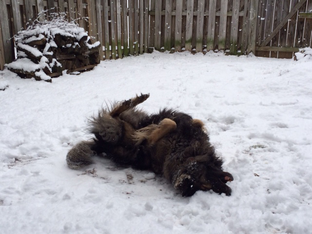 Harry the dog loves the snow in Centreville. (WTOP/Robert Stallworth)