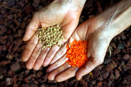 Lentils contain some of the most gut-nourishing varieties of fiber out there, and they're one of the best sources of plant-based iron to boot.  (AP Photo/Ariel Schalit)