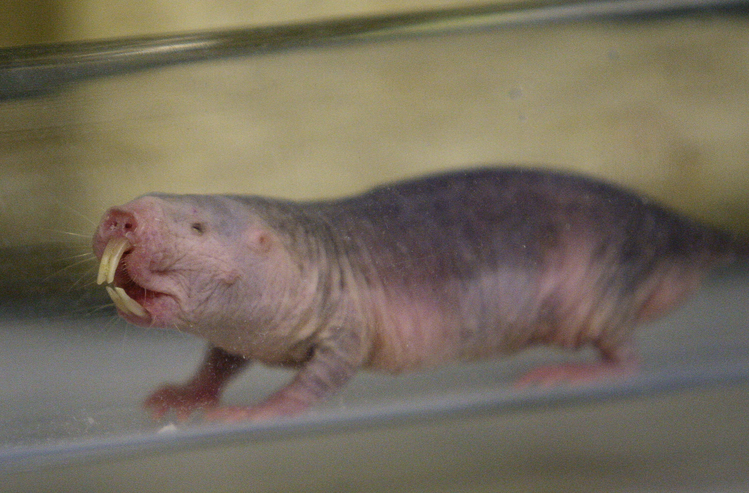 Friends of the National Zoo offer naked mole rat valentines