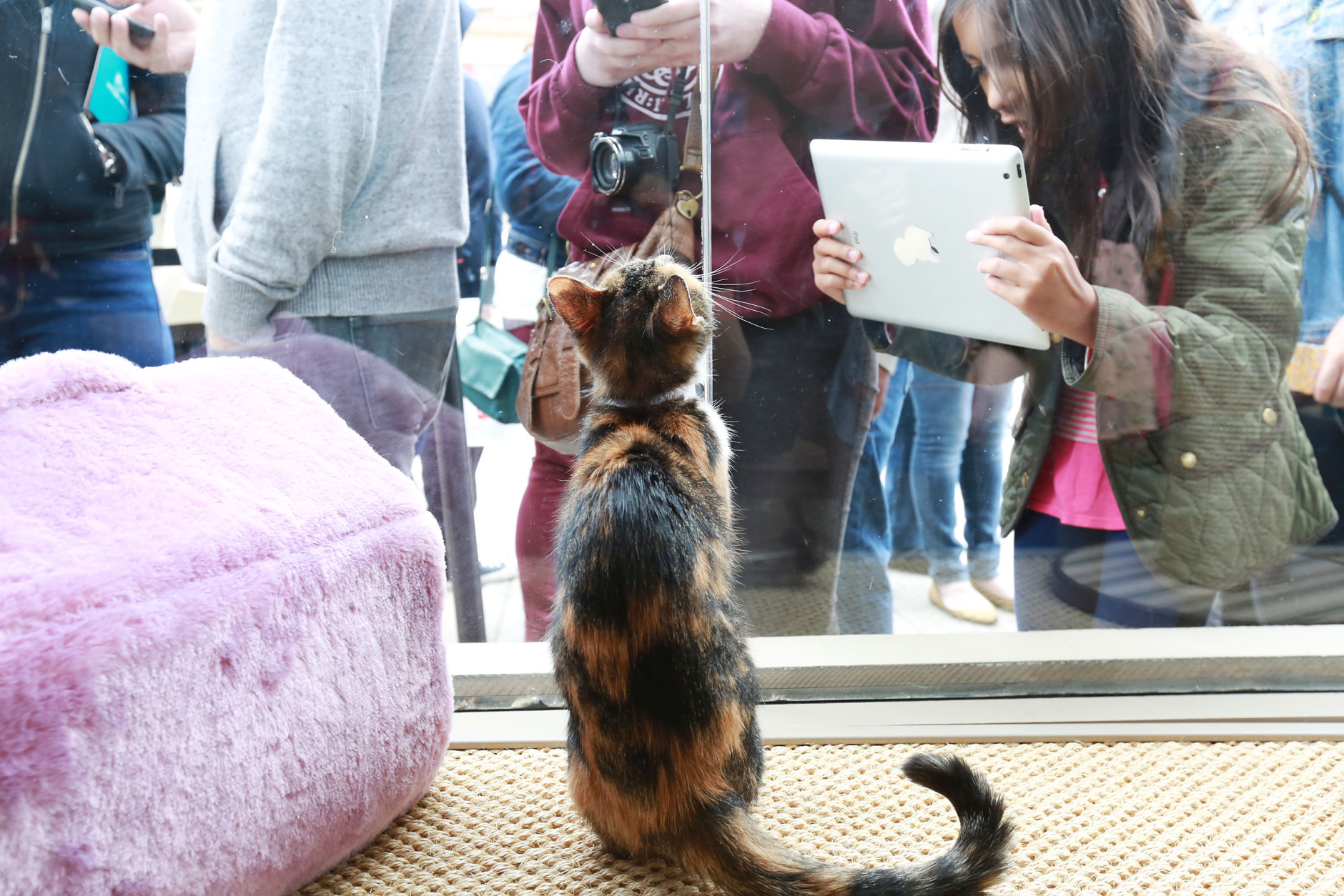 People look in through the window at Cat Café by Purina ONE, on Sunday, April 27, 2014 in New York. (Photo by Amy Sussman/Invision for Purina ONE/AP Images)