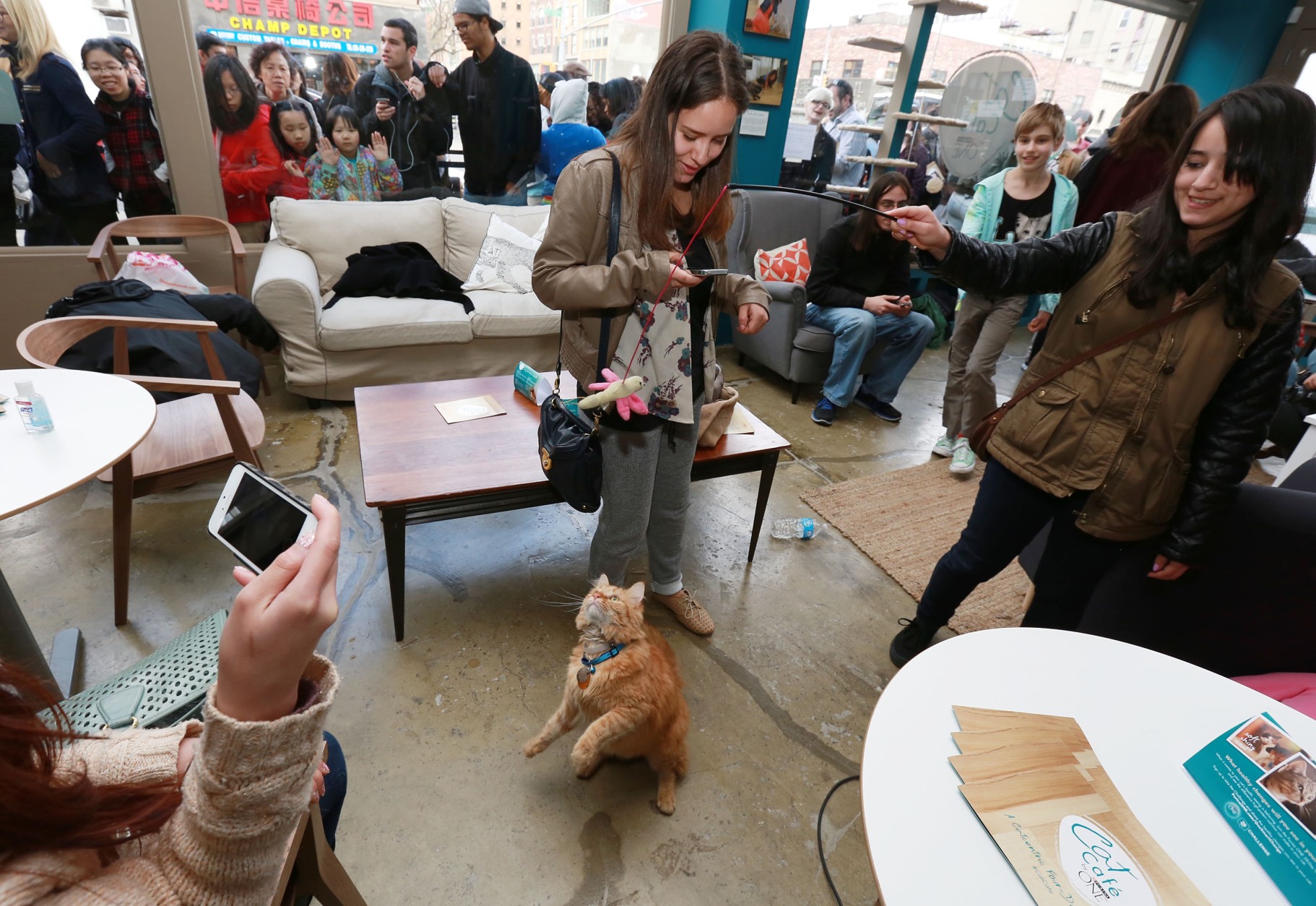 IMAGE DISTRIBUTED FOR PURINA ONE - People hang out with cats from North Shore Animal League during the adoption drive held at the Cat Cafe by Purina ONE on Sunday, April 27, 2014, in New York. (Photo by Amy Sussman/Invision for Purina ONE/AP Images)