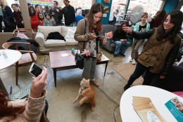 IMAGE DISTRIBUTED FOR PURINA ONE - People hang out with cats from North Shore Animal League during the adoption drive held at the Cat Cafe by Purina ONE on Sunday, April 27, 2014, in New York. (Photo by Amy Sussman/Invision for Purina ONE/AP Images)