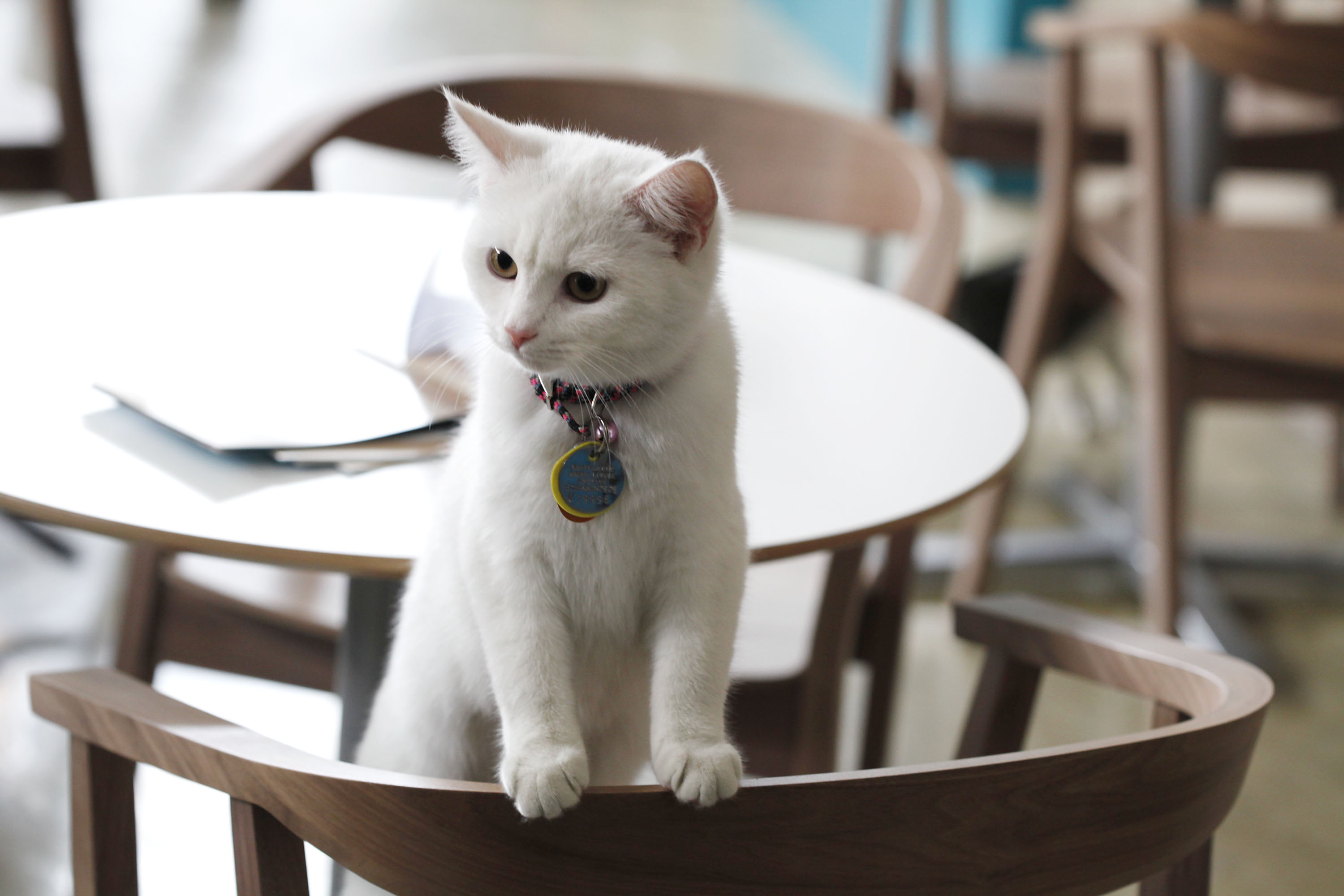 Photos: From Asia to the U.S.: The cat cafe craze spreads