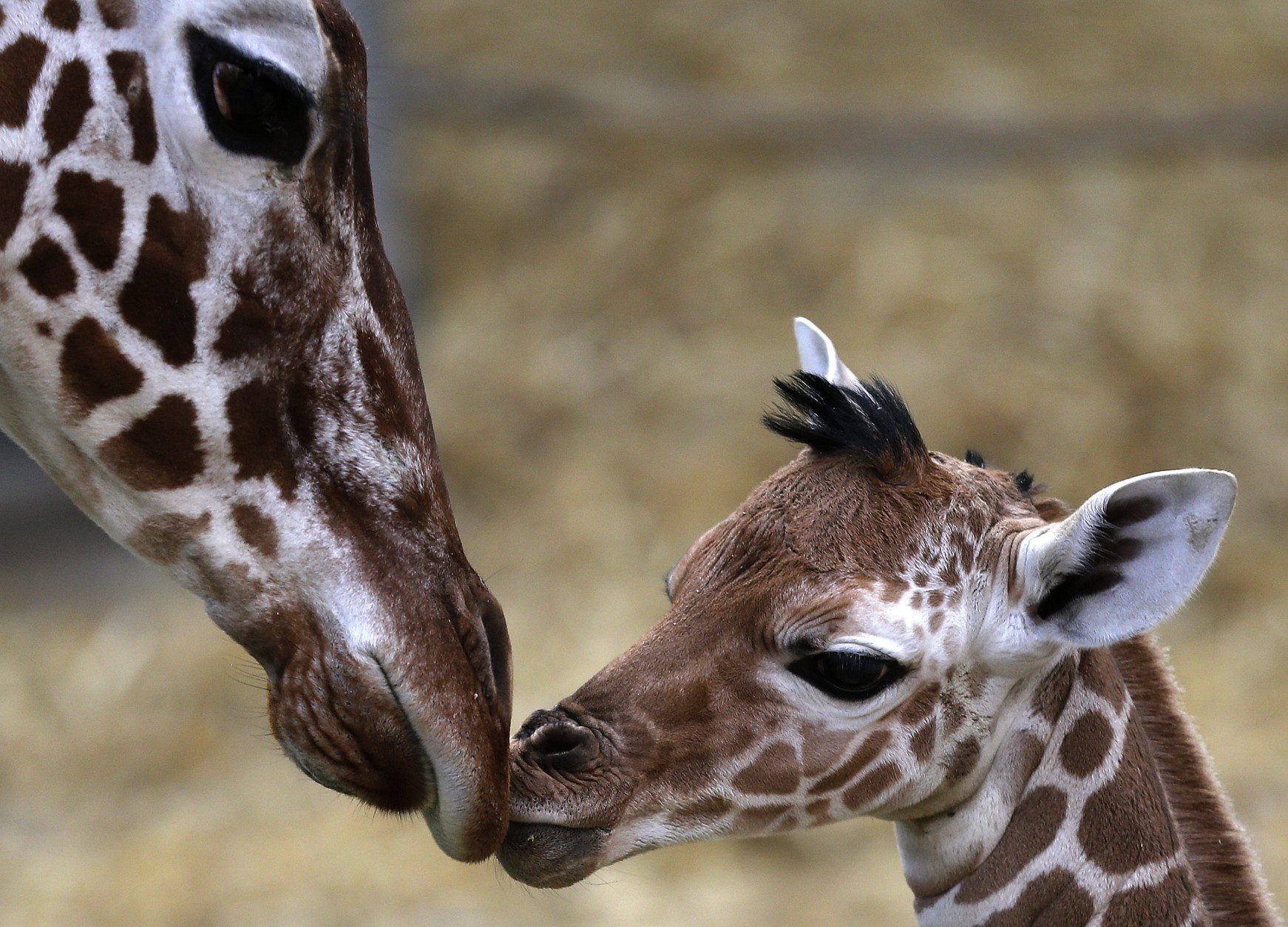 A two day old female reticulated giraffe, also known as the Somali giraffe, is sniffed by her mother Malindi in the indoor enclosure at the Zoo in Duisburg, Germany, Friday, Feb. 13, 2015.(AP Photo/Frank Augstein)