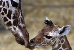 A two day old female reticulated giraffe, also known as the Somali giraffe, is sniffed by her mother Malindi in the indoor enclosure at the Zoo in Duisburg, Germany, Friday, Feb. 13, 2015.(AP Photo/Frank Augstein)