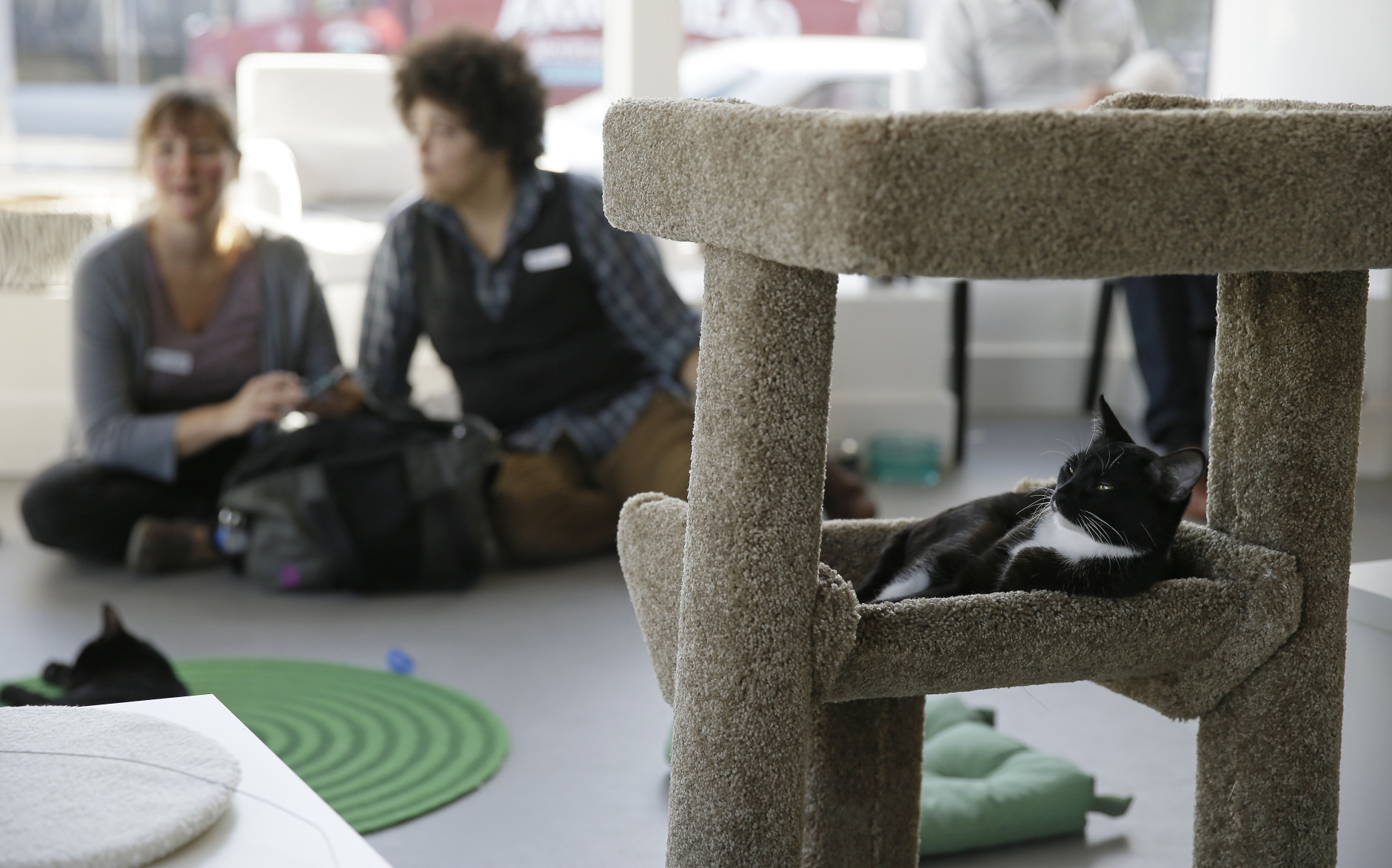 In this photo taken Thursday, Nov. 6, 2014, a cat sits in a tower and watches visitors to the Cat Town Cafe in Oakland, Calif. Following similar cafe concepts in Asia &amp; Europe, the cafe has become America's first permanent feline-friendly coffee shop. Cafe customers pay to pet cute kitties while sipping on tea or expresso drinks. It allows customers, who may not be able to have cats in their own homes, to enjoy the benefits of furry friends for short times without the responsibility. The animals come from a partnership with a local animal shelter and are also available for adoption. (AP Photo/Eric Risberg)