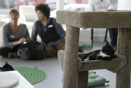 In this photo taken Thursday, Nov. 6, 2014, a cat sits in a tower and watches visitors to the Cat Town Cafe in Oakland, Calif. Following similar cafe concepts in Asia &amp; Europe, the cafe has become America's first permanent feline-friendly coffee shop. Cafe customers pay to pet cute kitties while sipping on tea or expresso drinks. It allows customers, who may not be able to have cats in their own homes, to enjoy the benefits of furry friends for short times without the responsibility. The animals come from a partnership with a local animal shelter and are also available for adoption. (AP Photo/Eric Risberg)