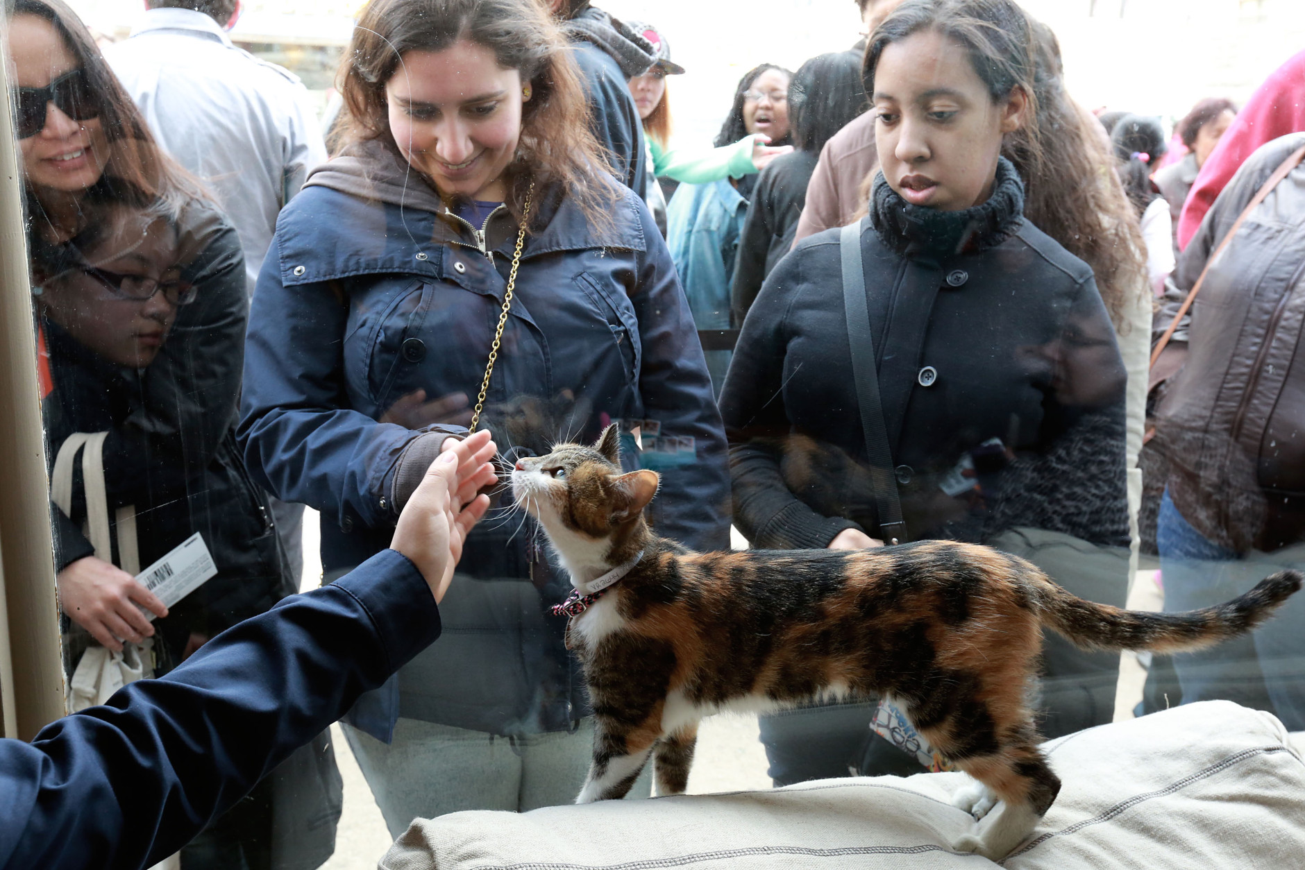 People look in through the window and hang out with cats at Cat Café by Purina ONE, on Sunday, April 27, 2014 in New York. (Photo by Amy Sussman/Invision for Purina ONE/AP Images)