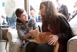 People hang out with cats from North Shore Animal League during the adoption drive held at the Cat Café by Purina ONE on Sunday, April 27, 2014 in New York. (Photo by Amy Sussman/Invision for Purina ONE/AP Images)