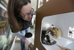 In this photo taken Thursday, Nov. 6, 2014, Dawn Piper moves in to take a closer look at a pair of cats in a tower at the Cat Town Cafe in Oakland, Calif. Pouncing on similar cafe concepts in Asia &amp; Europe, the cafe has become America's first permanent feline-friendly coffee shop. Cafe customers pay to pet cute kitties while sipping on tea or expresso drinks. It allows customers, who may not be able to have cats in their own homes, to enjoy the benefits of furry friends for short times without the responsibility. The animals come from a partnership with a local animal shelter and are also available for adoption. (AP Photo/Eric Risberg)