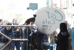People look in through the window at Cat Café by Purina ONE, on Sunday, April 27, 2014 in New York. (Photo by Amy Sussman/Invision for Purina ONE/AP Images)