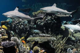 (Steve Ruark/AP Images for National Aquarium)