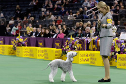 Lydia Frey shows Let Them Eat Cake, a bedlington terrier, during the junior sportsmanship competition at the Westminster Kennel Club dog show, Tuesday, Feb. 17, 2015, at Madison Square Garden in New York. Frey won the competition. (AP Photo/Mary Altaffer)