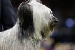 Charlie, a Skye terrier is judged in the terrier group at the Westminster Kennel Club dog show Tuesday, Feb. 17, 2015, in New York. (AP Photo/Frank Franklin II)