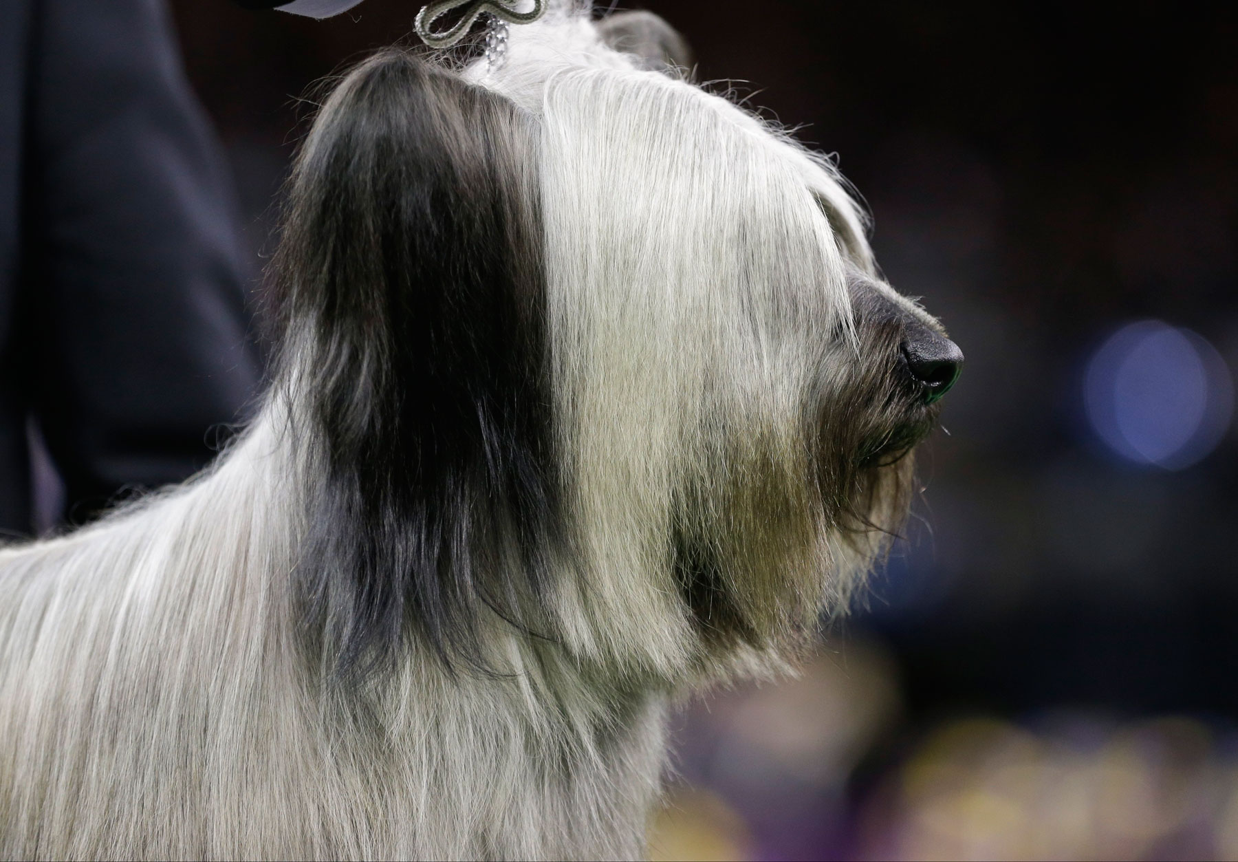 Charlie, a Skye terrier is judged in the terrier group at the Westminster Kennel Club dog show Tuesday, Feb. 17, 2015, in New York. (AP Photo/Frank Franklin II)