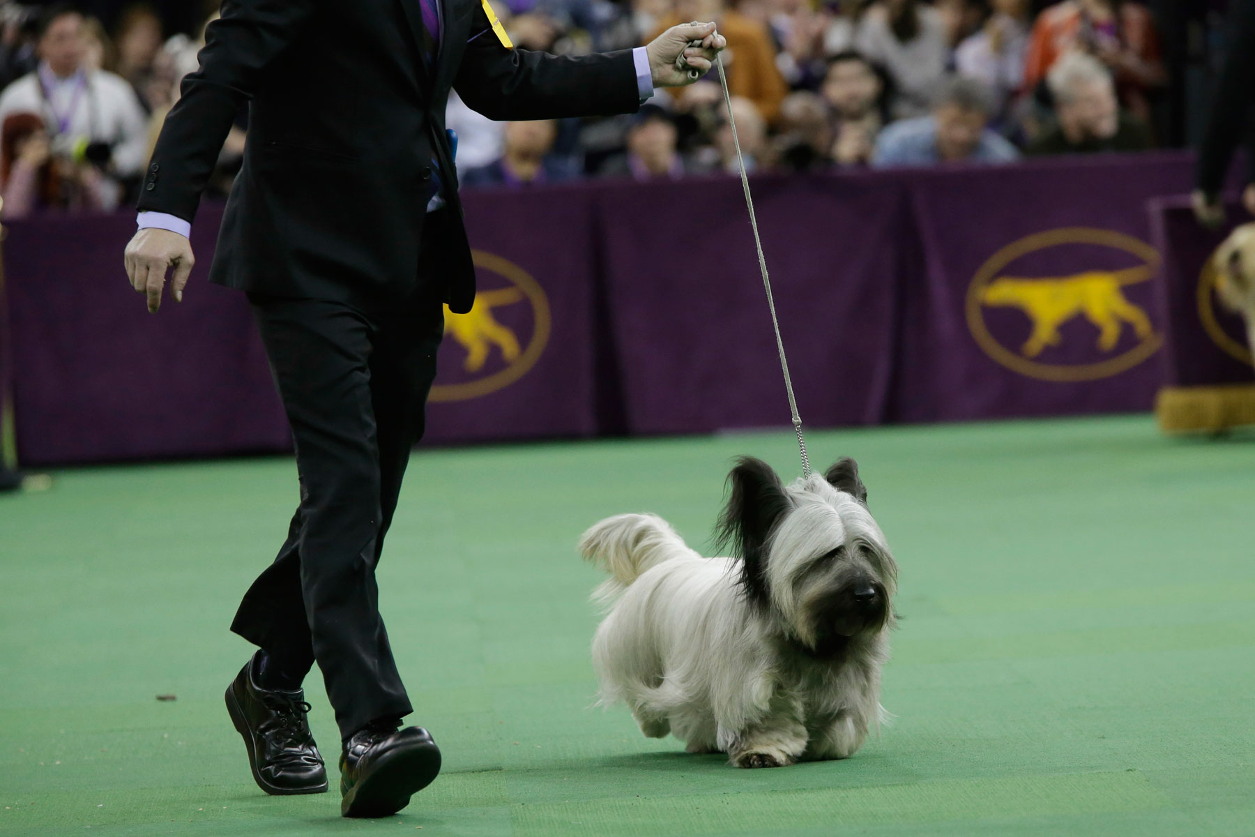 Larry Cornelius shows Charlie, a skye terrier during the terrier group competition at the Westminster Kennel Club dog show, Tuesday, Feb. 17, 2015, at Madison Square Garden in New York. Charlie won the terrier group competition. (AP Photo/Mary Altaffer)