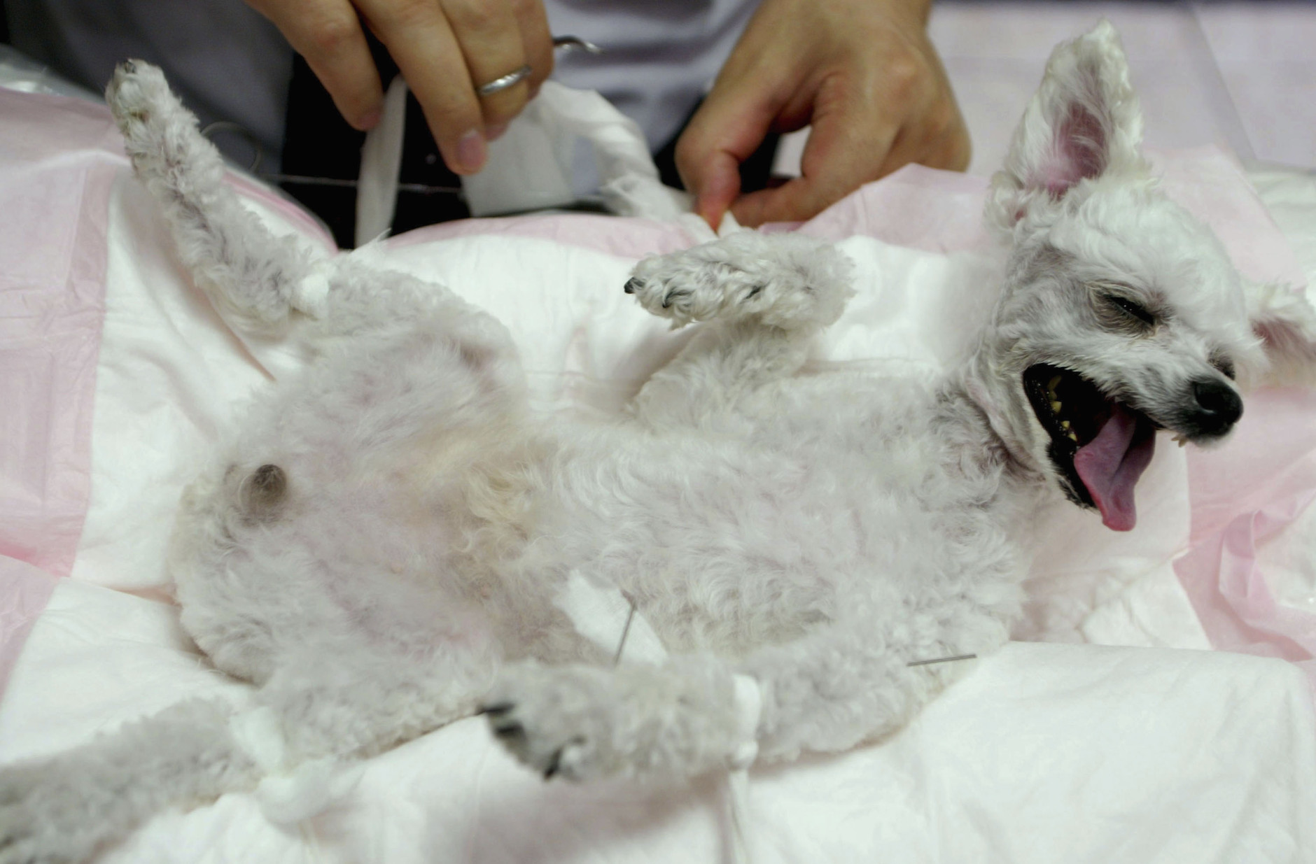 A dog receives acupunture treatment at a animal hospital on July 29, 2005 in Bundang, South Korea. The classical Eastern explanation for how acupuncture works is that channels of energy or Qi run in regular patterns through the body and over its surface. These channels, called meridians, are like rivers flowing through the body to irrigate and nourish the tissues. An obstruction in the movement of these energy rivers is like a dam that backs up, creating imbalance and pain. Stimulating the acupuncture points can influence the meridians; the acupuncture needles unblock the obstructions at the dams, and reestablish the regular flow through the meridians. Acupuncture is the stimulation of specific points located near or on the surface of the skin which have the ability to alter various biochemical and physiological conditions in order to achieve the desired effect. (Photo by Chung Sung-Jun/Getty Images)