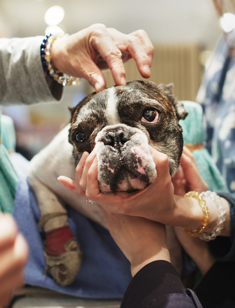 TOKYO, JAPAN - APRIL 12:  Oreo, a Bulldog receives acupuncture therapy to help fix his flow of Qi energy enhance his self healing power at the Marina Street Okada animal hospital on April 12, 2013 in Tokyo Japan. The number of pet dogs in Japan has been increasing steadily to 11.5 million animals, almost one-fifth households. One-tenth of Japanese families have at least one dog, according to the survey of Japan Pet Food Association.  (Photo by Adam Pretty/Getty Images)
