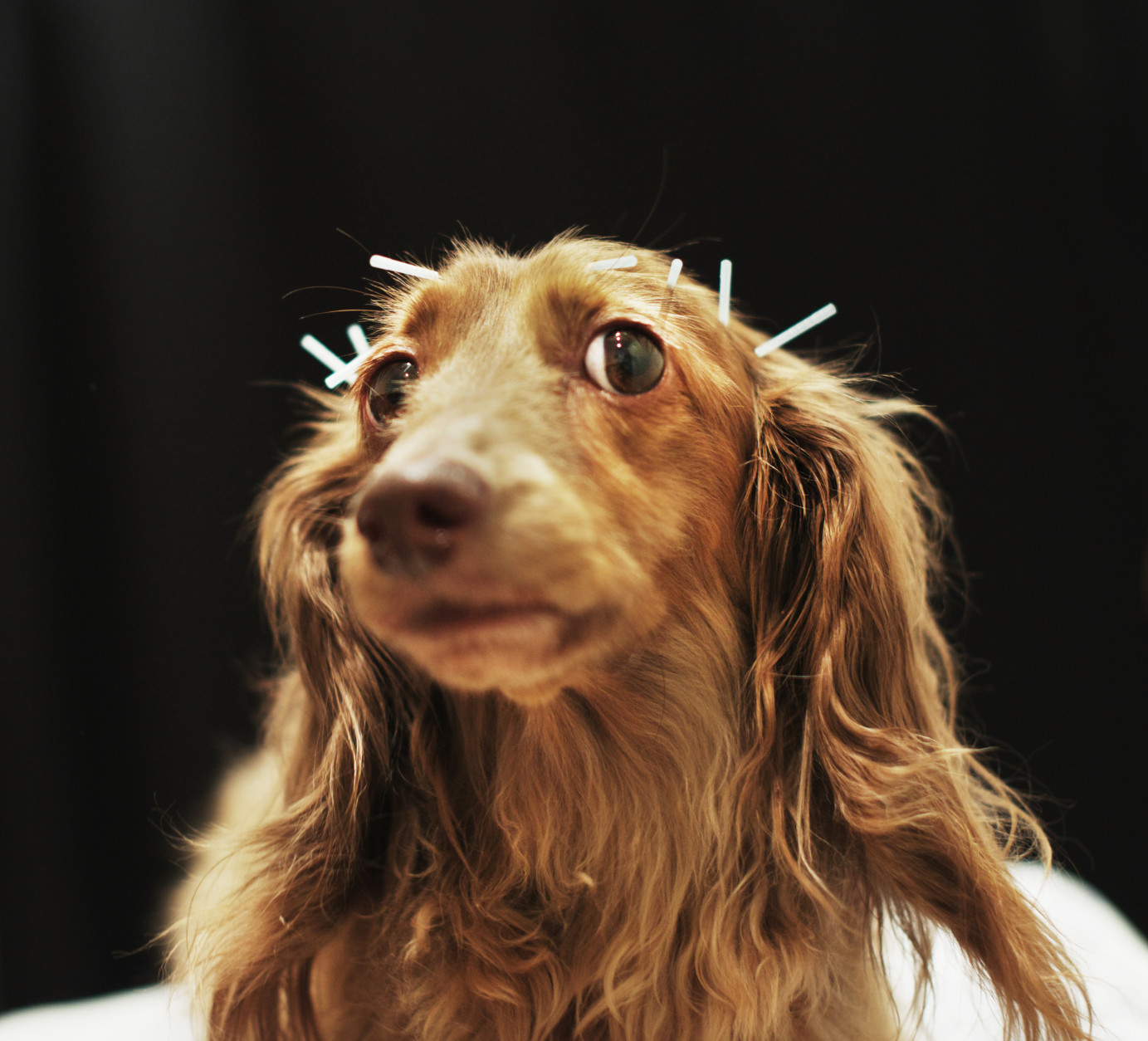 Chocolate, a miniature dachshund receives acupuncture therapy to help with lumbar disk herniation, at the Marina Street Okada animal hospital on April 12, 2013 in Tokyo Japan.  (Photo by Adam Pretty/Getty Images)