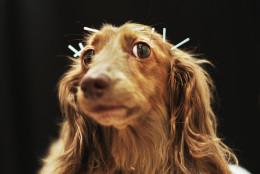 Chocolate, a miniature dachshund receives acupuncture therapy to help with lumbar disk herniation, at the Marina Street Okada animal hospital on April 12, 2013 in Tokyo Japan.  (Photo by Adam Pretty/Getty Images)