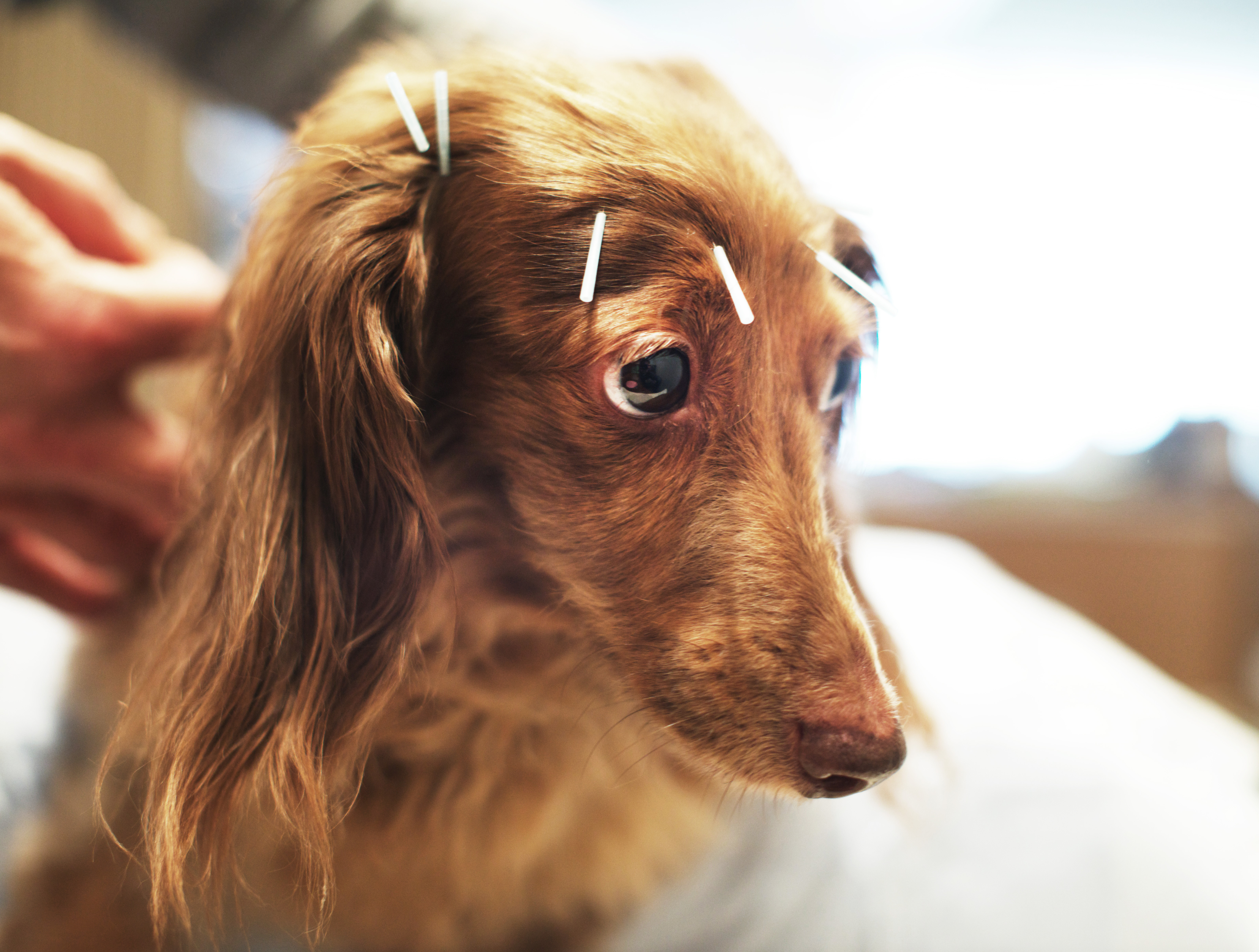 Is your pup in pain? More pet owners turn to acupuncture for treatment