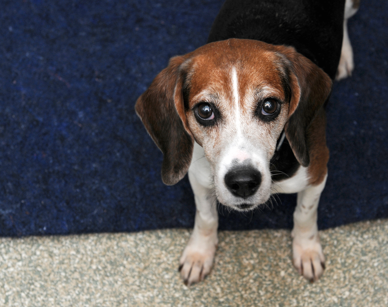 Dolah is a darling little beagle available for adoption at WARL. (Courtesy WARL) 
