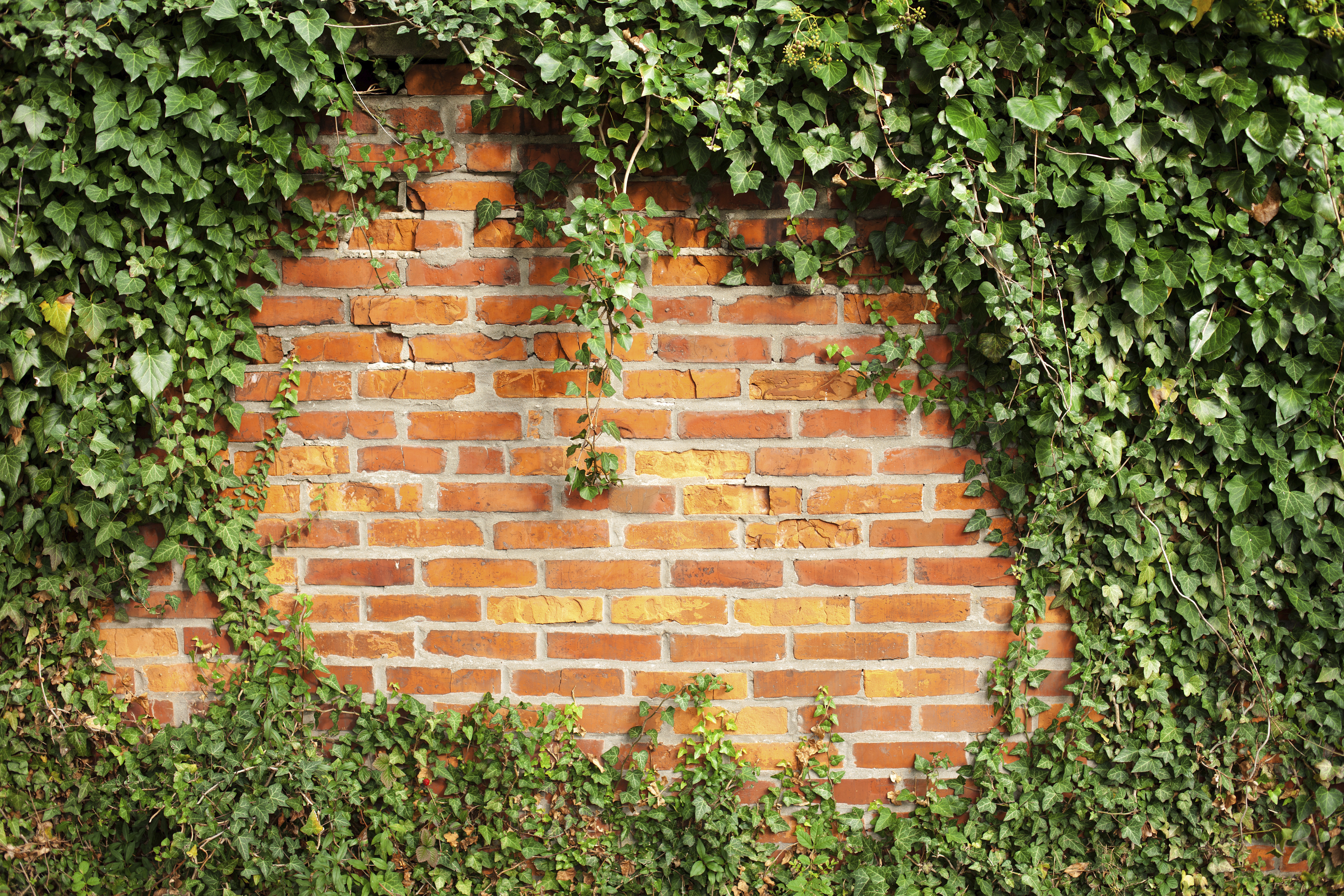 Get to the root of the problem: How to eradicate English ivy