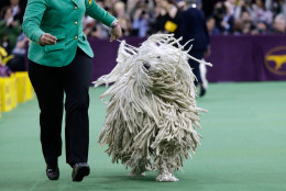 A Komondor is shown in the ring during the working group competition at the Westminster Kennel Club dog show, Tuesday, Feb. 17, 2015, at Madison Square Garden in New York. (AP Photo/Mary Altaffer)