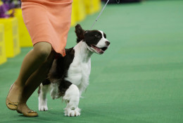 Janice Hayes shows Liz an English springer spaniel during the sporting group competition at the Westminster Kennel Club dog show, Tuesday, Feb. 17, 2015, at Madison Square Garden in New York. Liz won the sporting group. (AP Photo/Mary Altaffer)