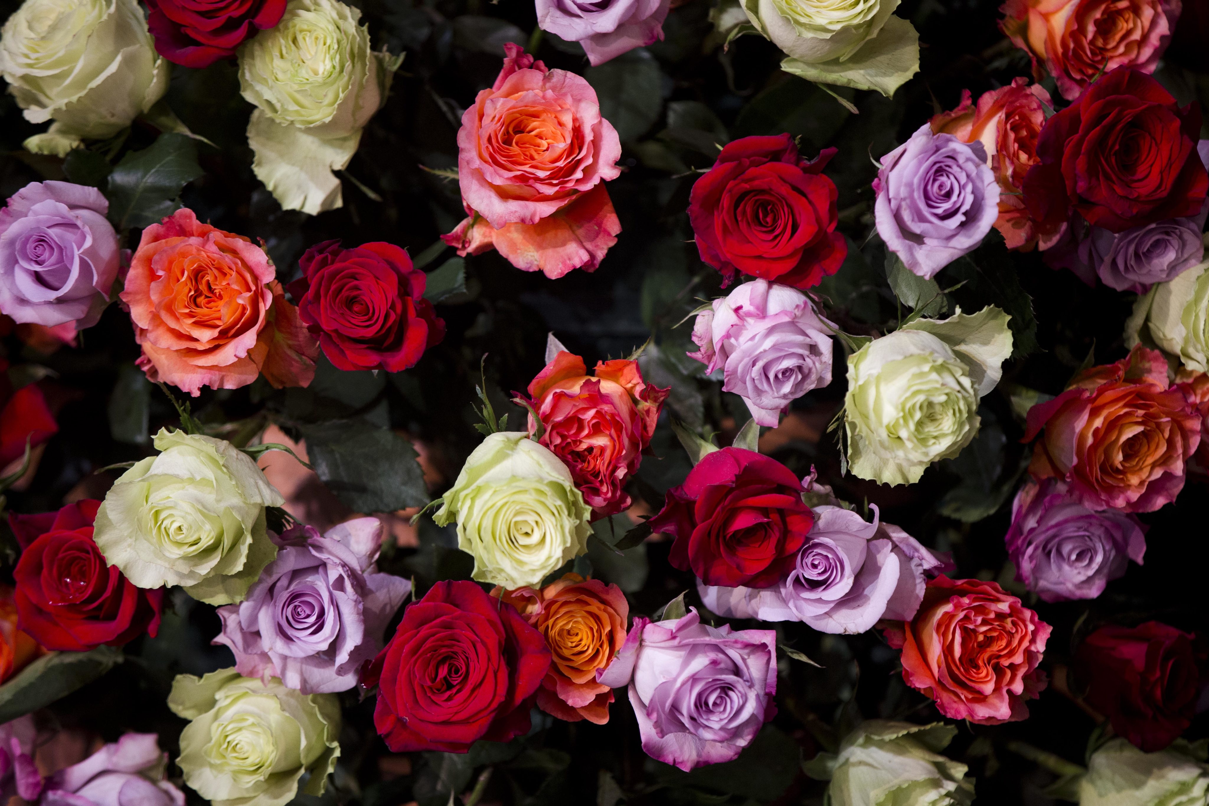 3 Valentine's Day gift ideas for flower lovers, garden ...