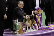 

William Alexander poses with Miss P, a 15-inch beagle, after winning the best in show competition title at the Westminster Kennel Club dog show, Tuesday, Feb. 17, 2015, at Madison Square Garden in New York. (AP Photo/Mary Altaffer)
