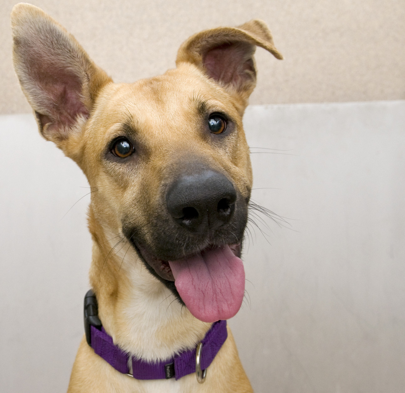 This 2-year-old shepherd mix has a coat -- and a heart -- of gold. (Courtesy WARL)