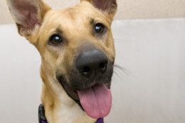This 2-year-old shepherd mix has a coat -- and a heart -- of gold. (Courtesy WARL)