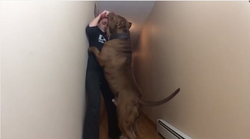 Hulk may be world’s largest pit bull (Video)