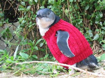 New Zealand's Penguins Need You to Knit Them Sweaters (True Story)
